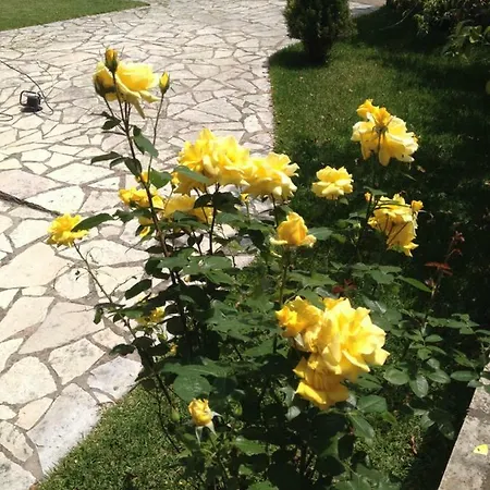 Dimitra Apartment Nydri (Lefkada)